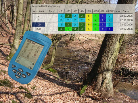 Palm vor naturnahem Bach